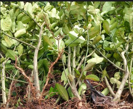 蜀道地佛手种苗出售佛手种植基地直发量大从优