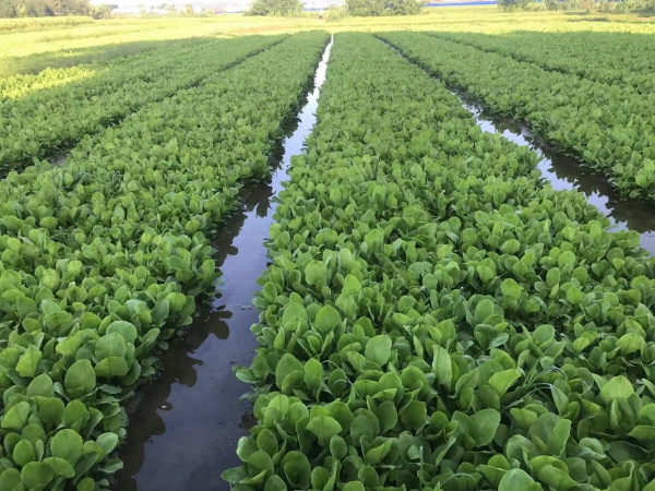 蜀道地泽泻种苗出售种植基地直发