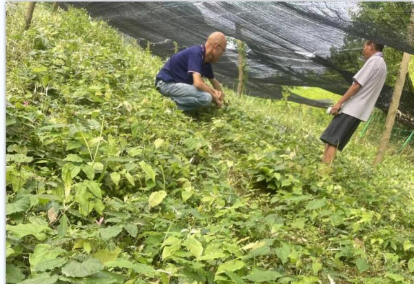 仁寿创新农业淫羊藿种苗出售中药材种植基地直发